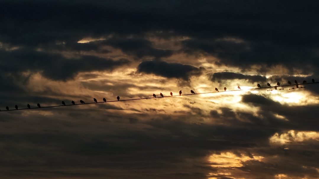 Da hockense die Piepmätze.