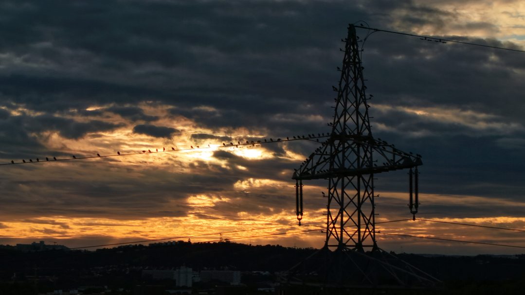 Die Vögel. Gott sein dank nicht die vom Alfred.